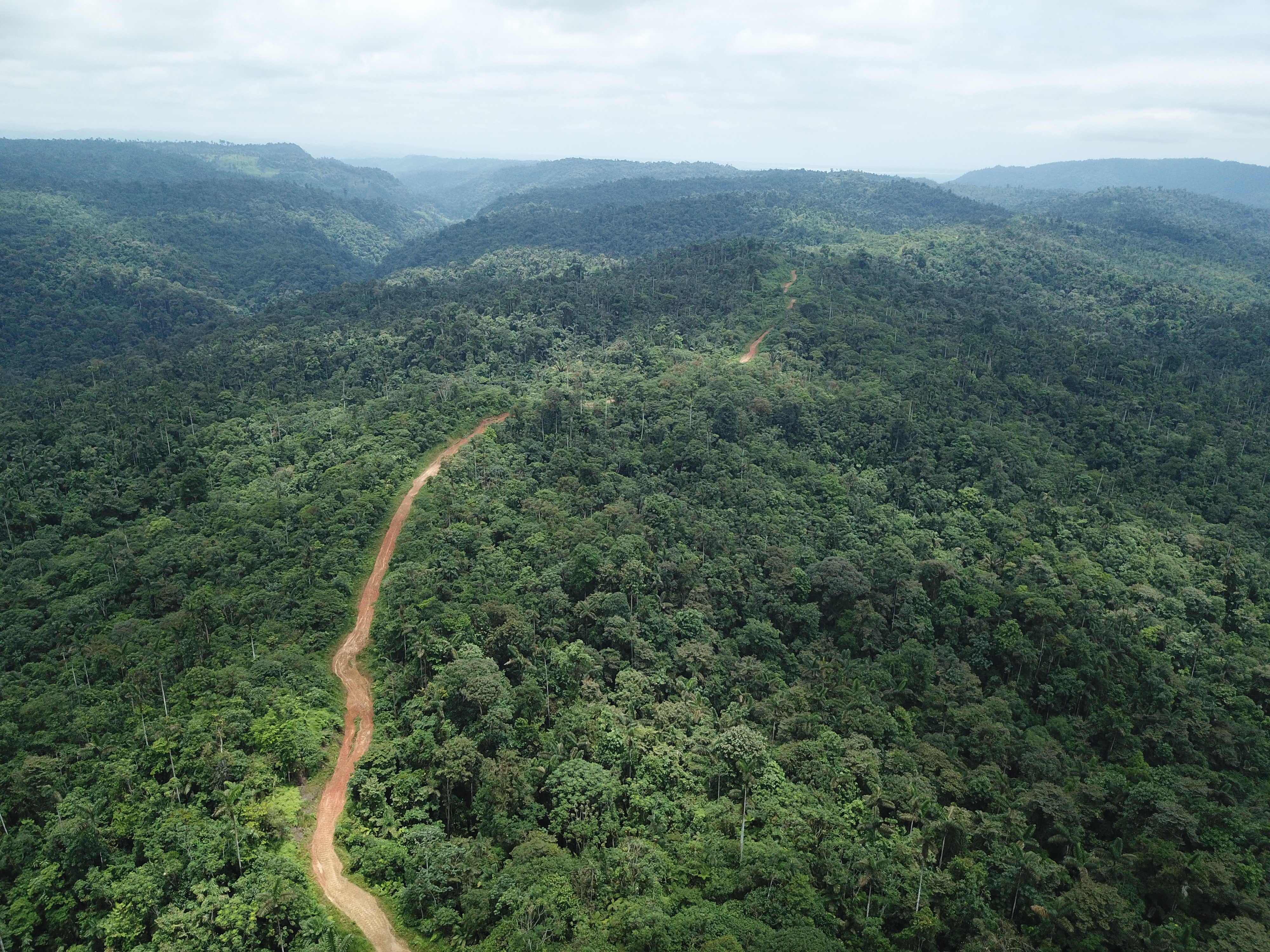 Conservación en el Bosque del Chocó